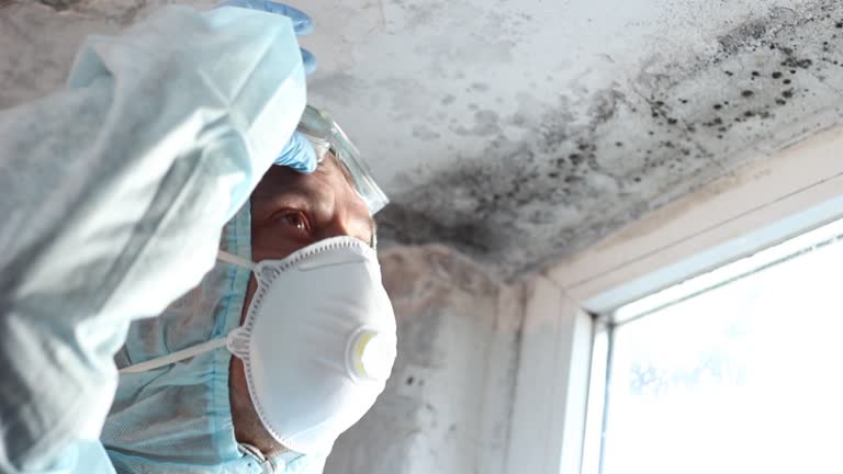 Reliable Hoquiam, WA Mold Removal Solutions